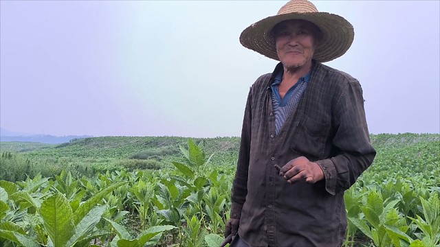 纪录端午节依旧在田间忙碌的75岁川西霸烟农夫妇，两位老人依旧精神抖擞，田间的劳作既是一种锻炼也是长寿