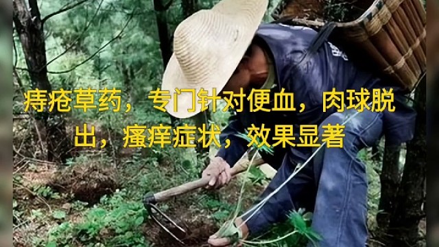 痔 疮草药