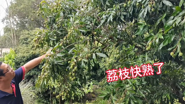 今年荔枝结果多多好快得食喇！