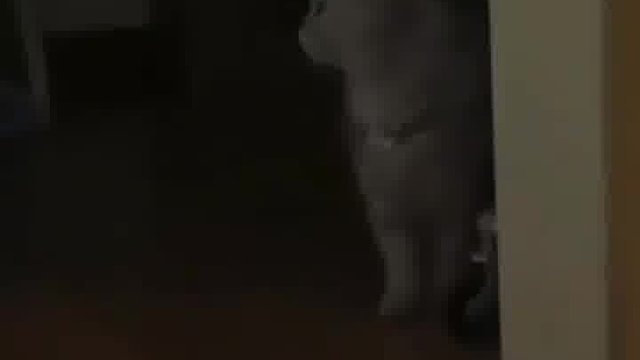 是咪咪还是咕噜？