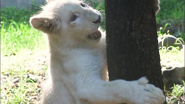 努力不一定成功，但一定可爱