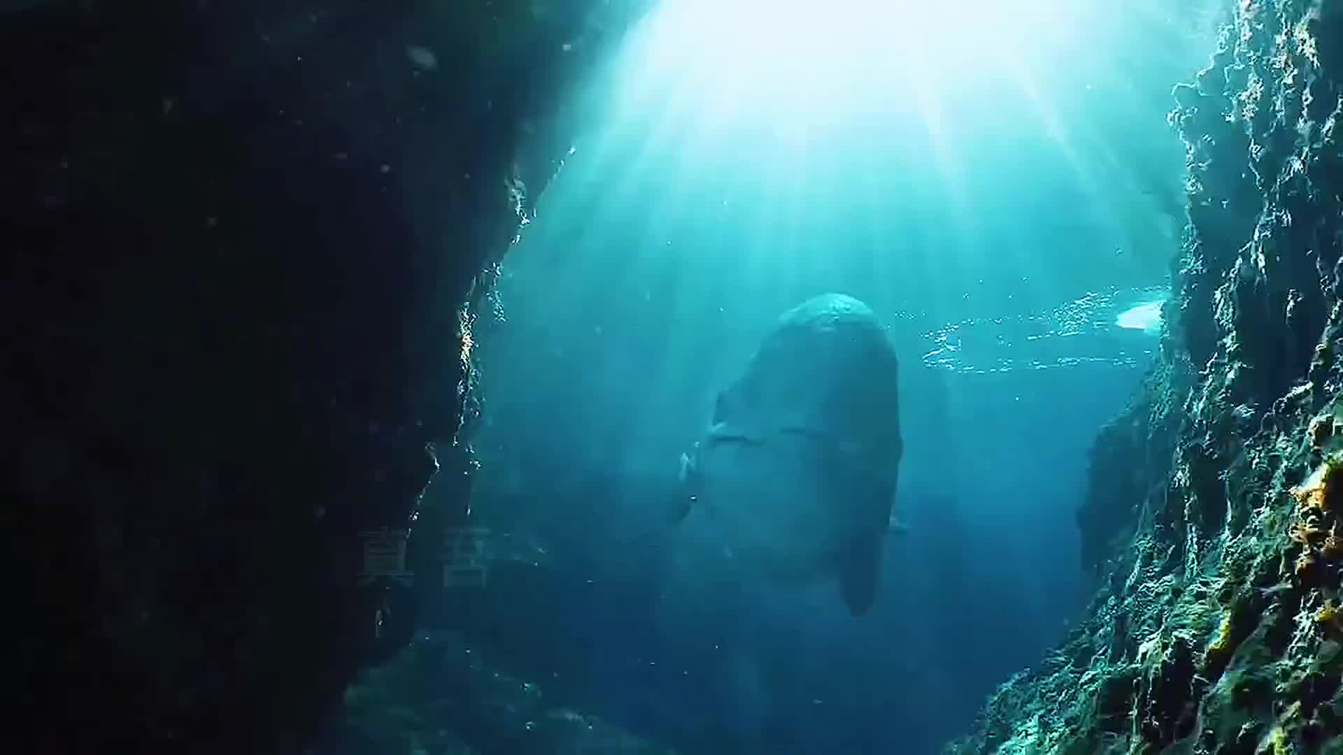 梅氏利维坦鲸狩猎海狮，却遭巨齿鲨群合围，梅鲸回马枪突围！