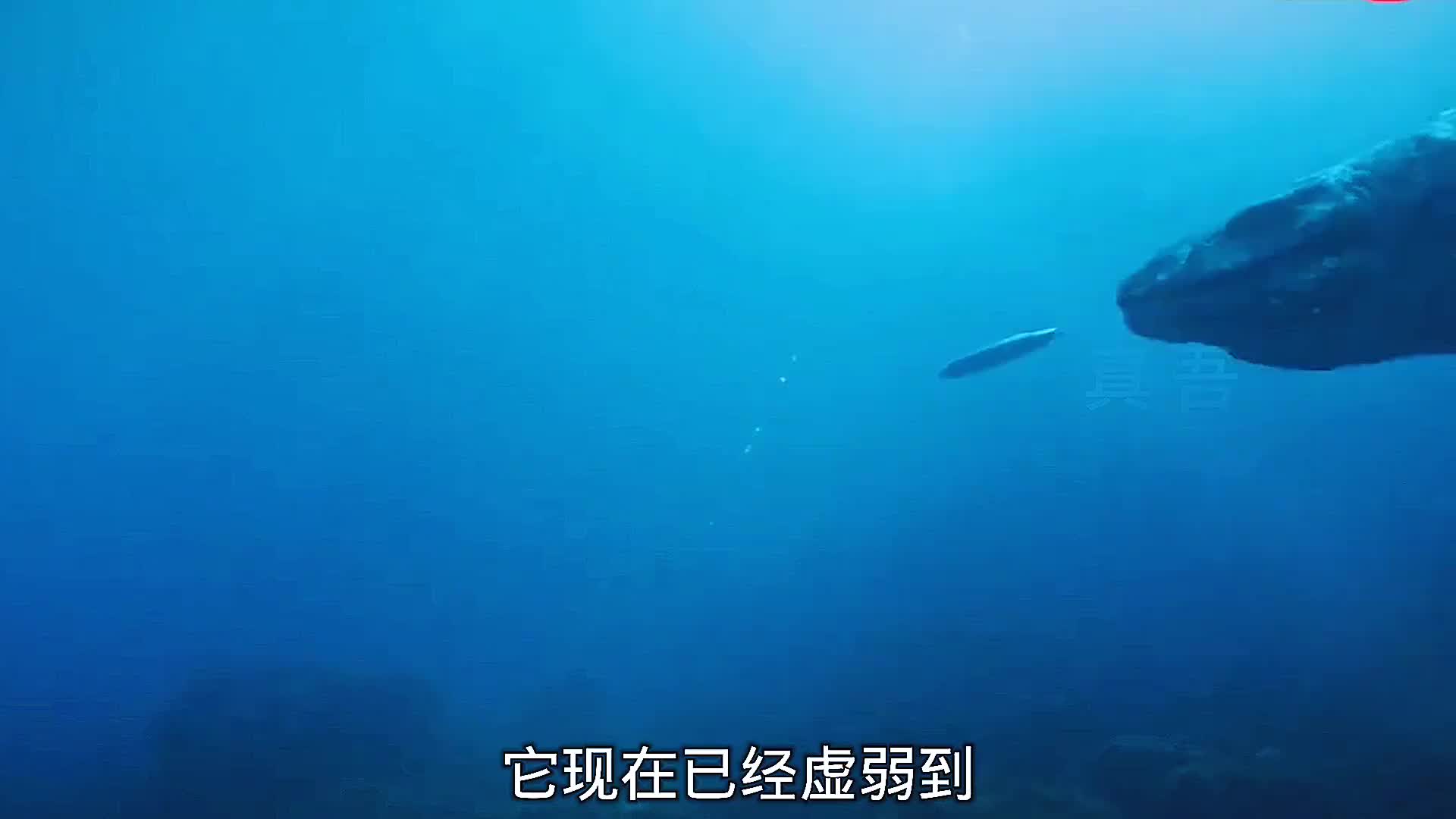 一头怀孕的崖蜥不得已下海，却成为海洋霸主，生产期间大战鲨群！