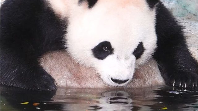 努力不弄湿爪爪的宝宝