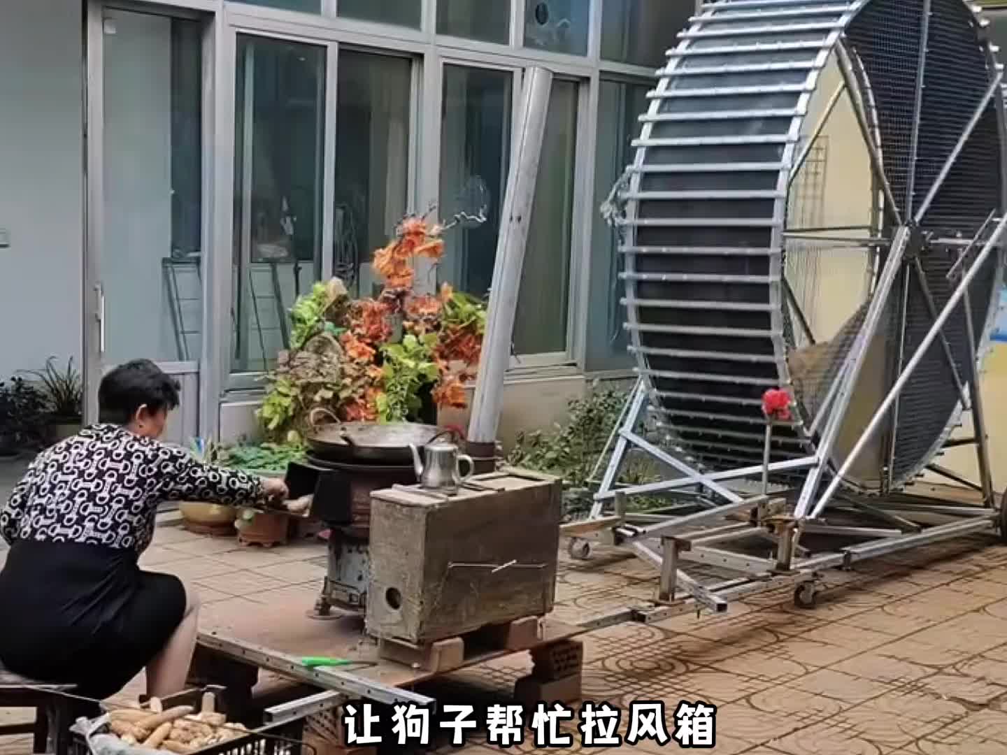 狗子因为精力旺盛每天都要出去溜达