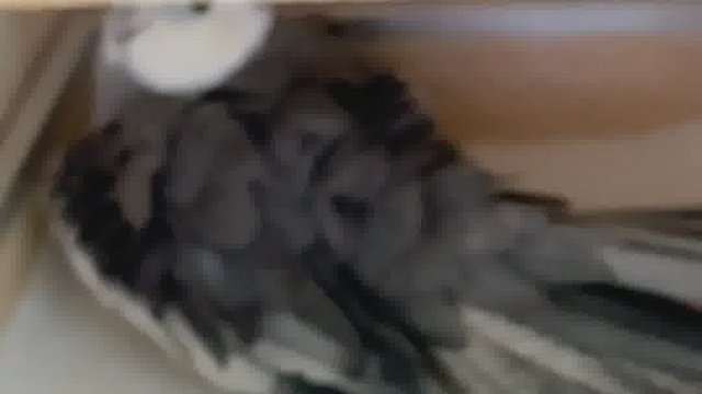 关于我家公鸟都沉迷孵蛋