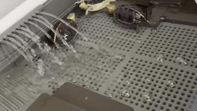 他的头好吃吗？