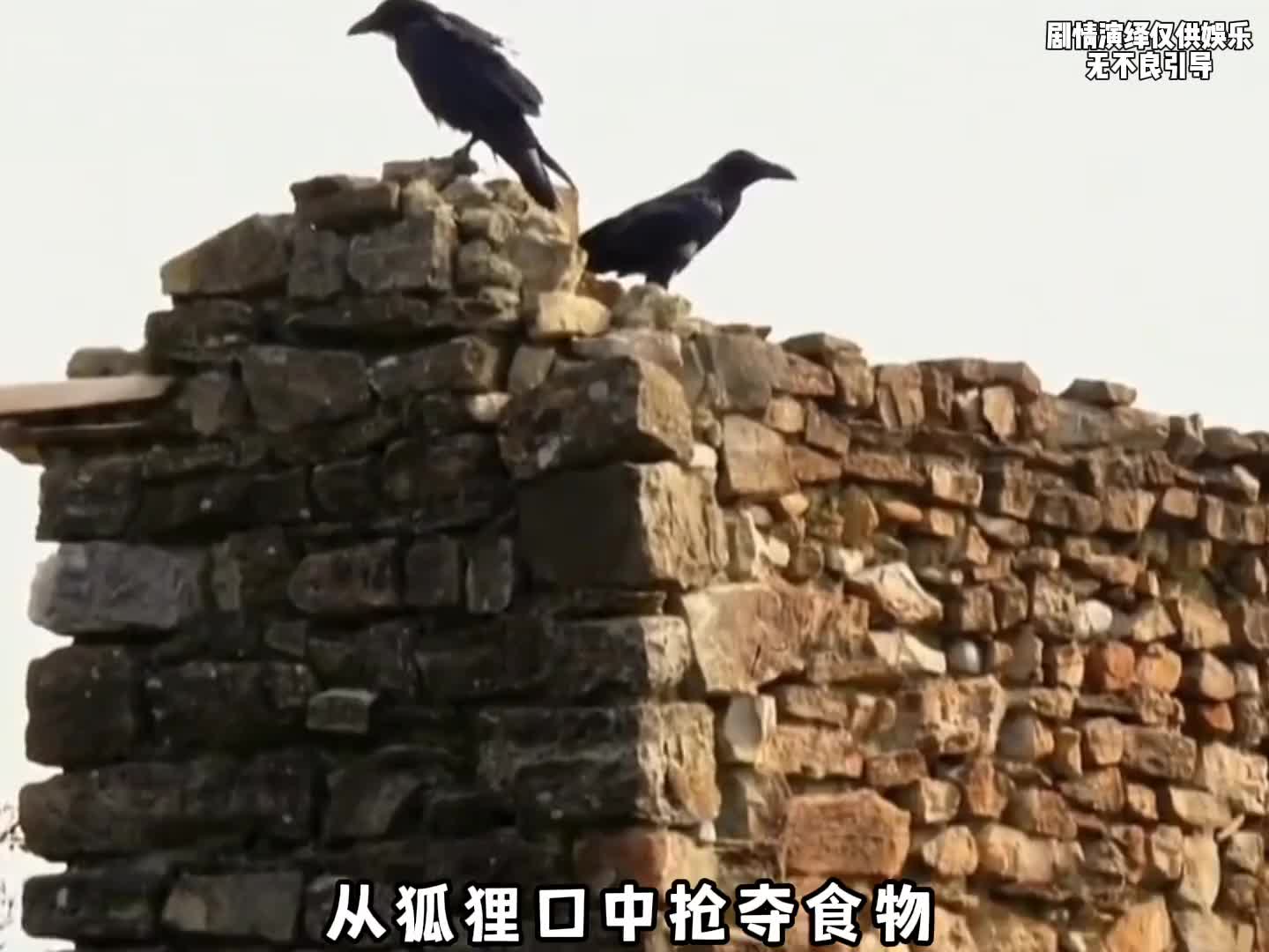 乌鸦的智商到底有多高，不仅狐狸被它们耍的团团转，而且还会让车轮帮它们碾压核桃