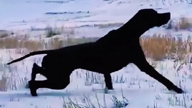 猎犬抓捕7斤重的大野鸡