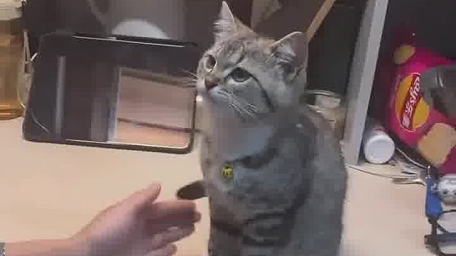 主人教猫猫握手，然而猫猫只想要亲亲