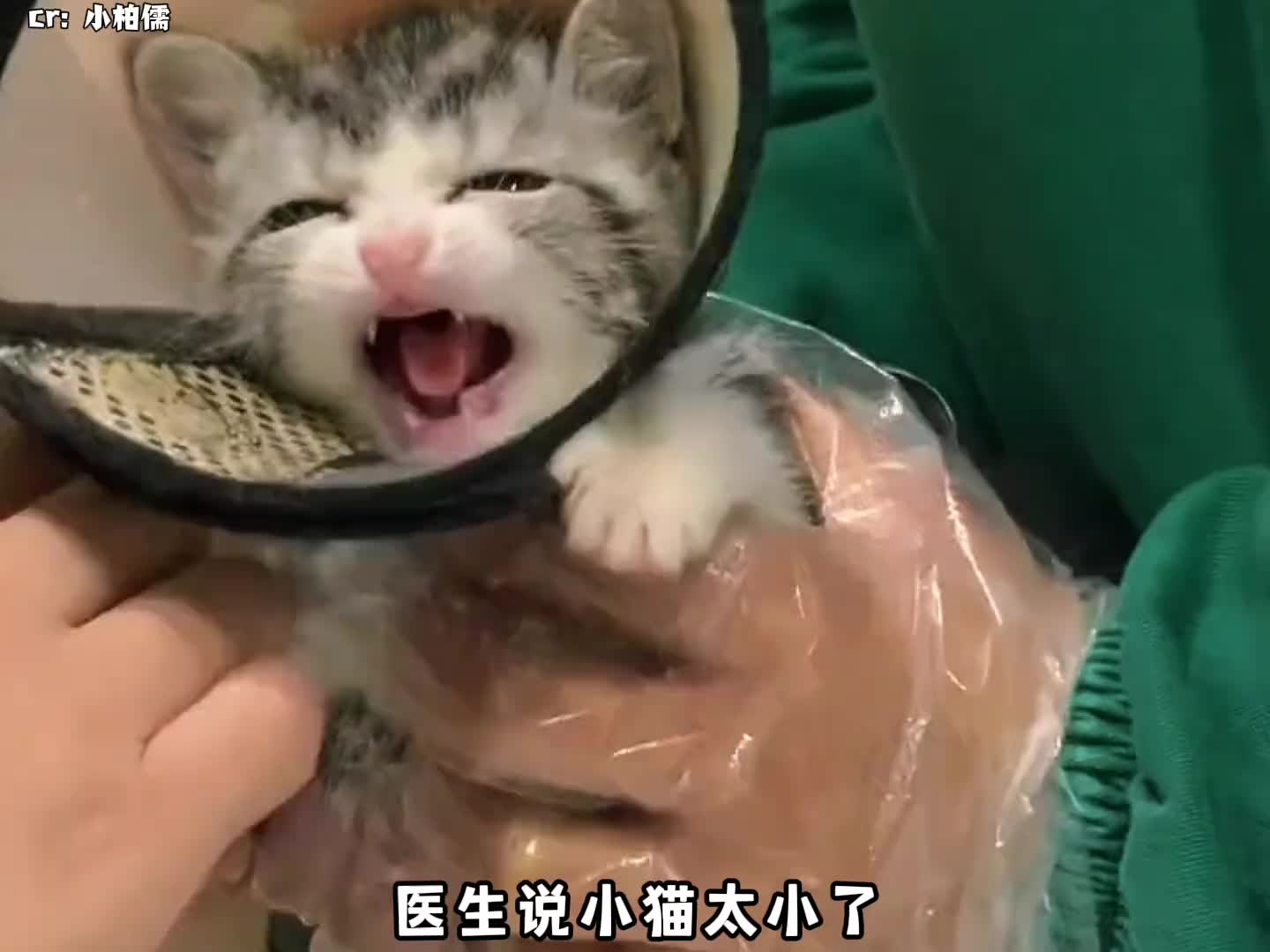 小猫只是静静地等待死神的降临，没想到心软的神却提前一步赶到