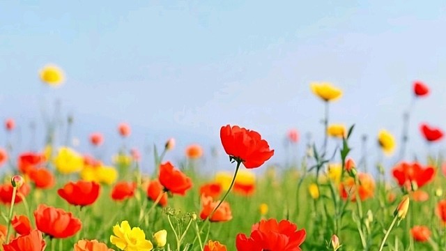 橙吱（广东新会司前镇）