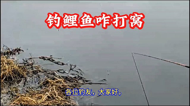 野钓鲤鱼咋打窝