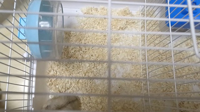 仓鼠时间：记录你的仓鼠生活点滴