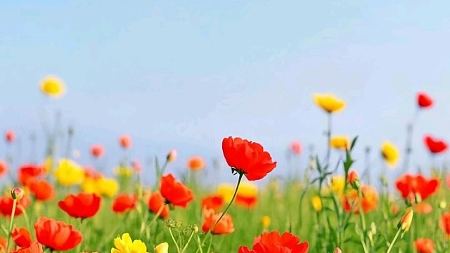 十八（广东新会司前镇）