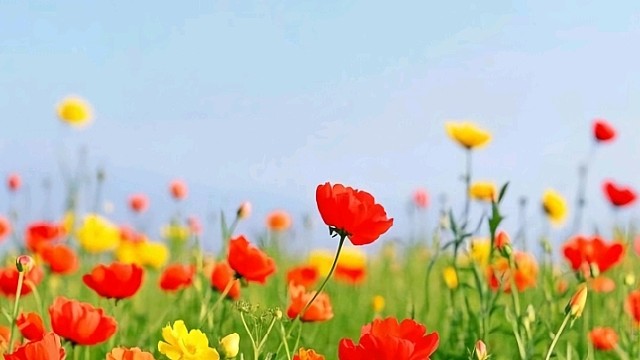 星不睡助眠（广东江门新会司前镇）