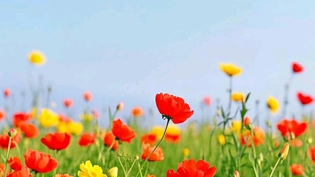 橙吱（广东江门新会司前镇）