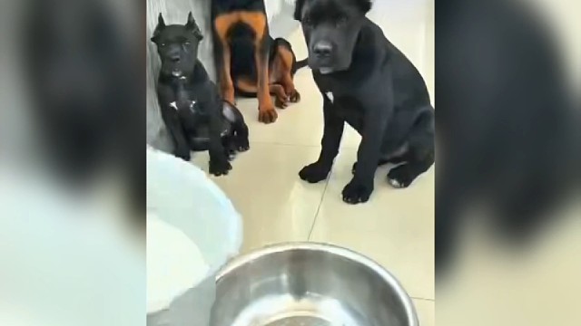 全网吃的最差的三只~