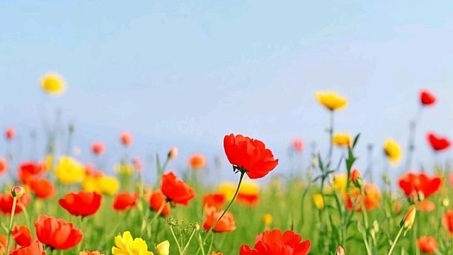 贝贝吖（广东江门市新会司前镇）