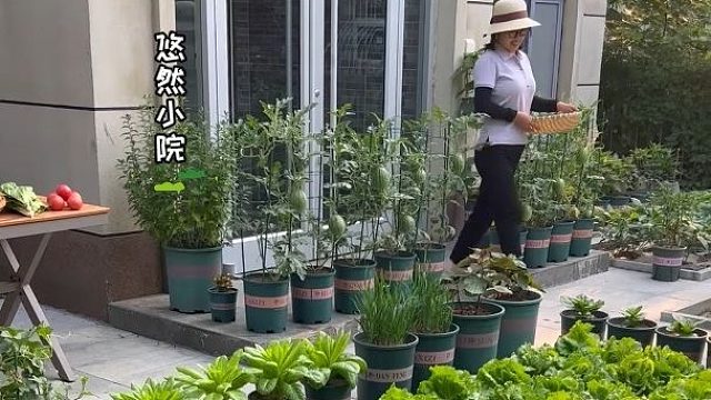 小院的日子，简单而充实快乐#田园生活