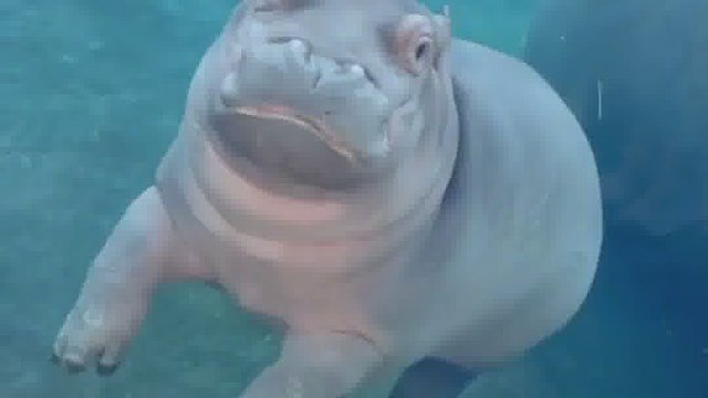 河马这一生真的如履薄冰