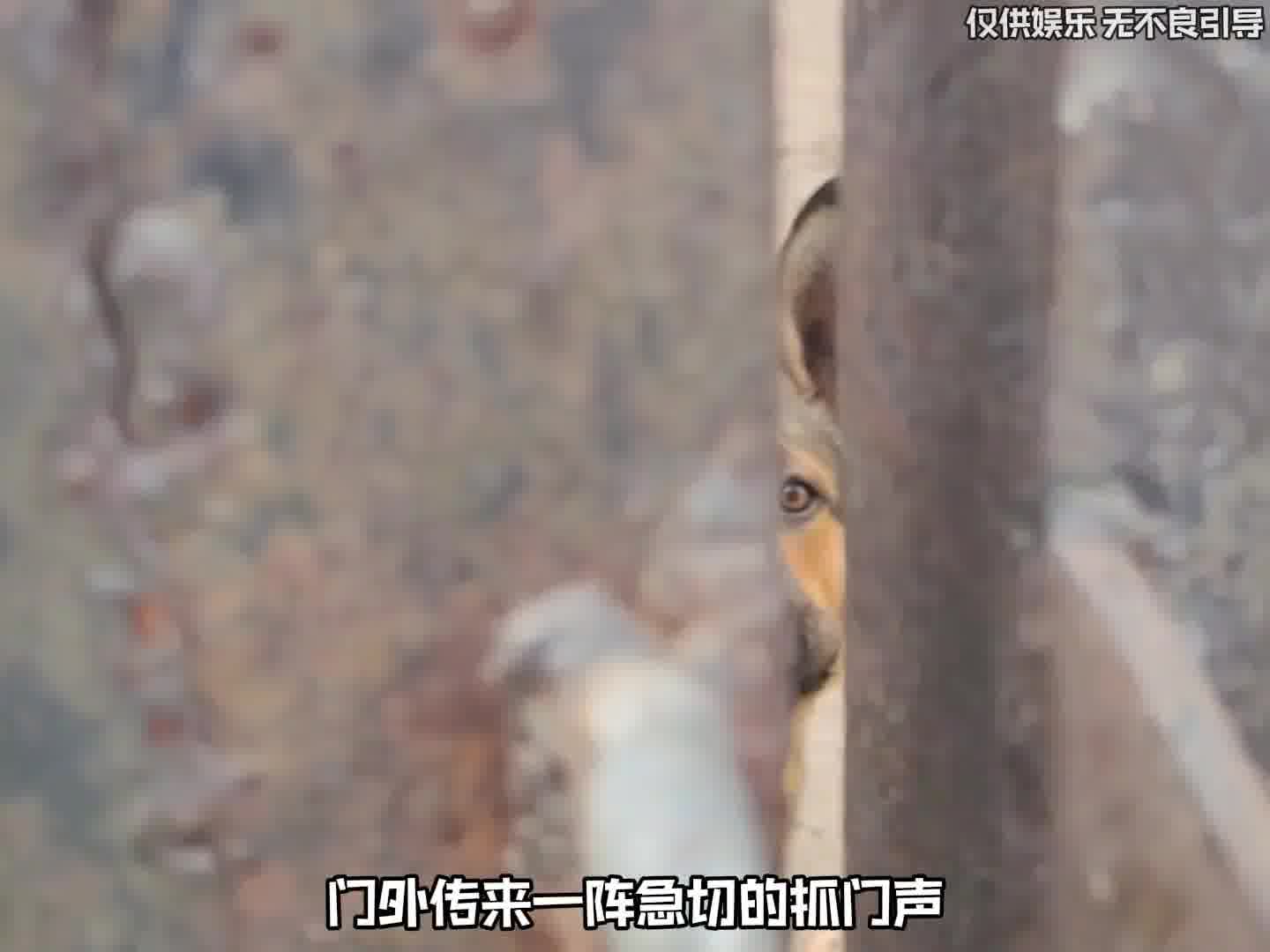 原来狗子自带中医系统！