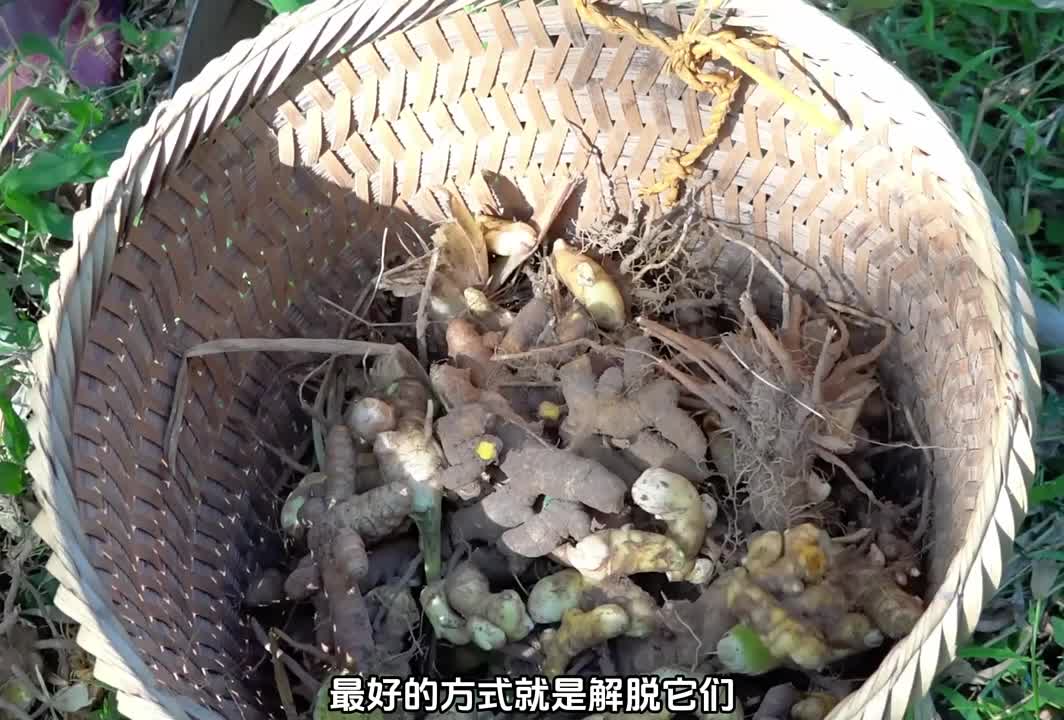 采摘姜黄出售，沼泽中捕捉鱼儿，照顾生病的母亲(1)