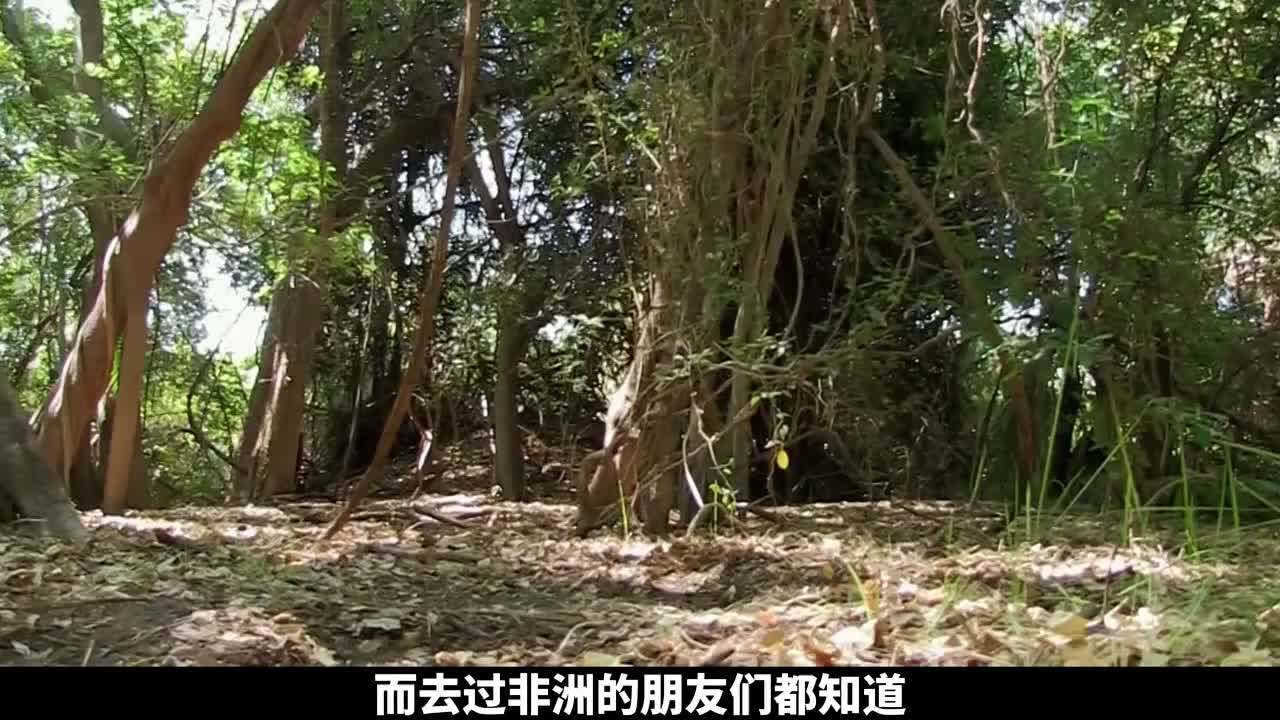 德爷博茨瓦纳荒野求生，掏蜂窝怼狒狒，将被动技能练出新高度！(1)