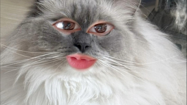 快去陪陪小猫！