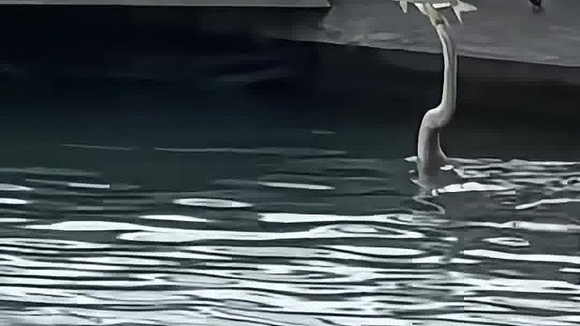 黑腹蛇鹈捕鱼，据说这鸟不简单