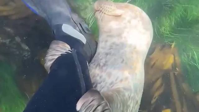 沉浸式赶海体验，大头可不是我敲肿的