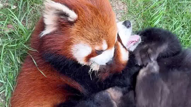 我的两只毛绒玩具又打起来了….