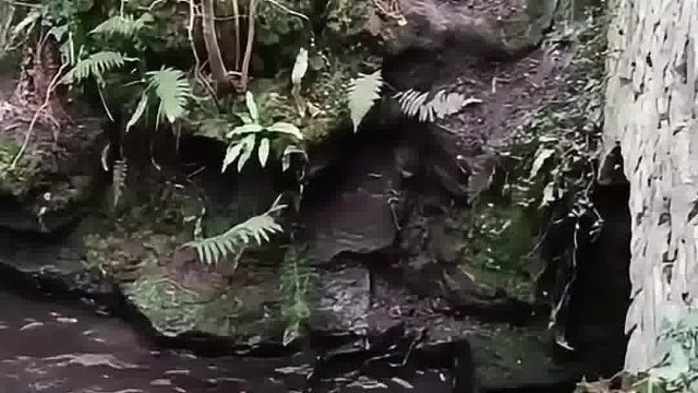 无聊的狗狗，信不信给它一个球它能玩一天