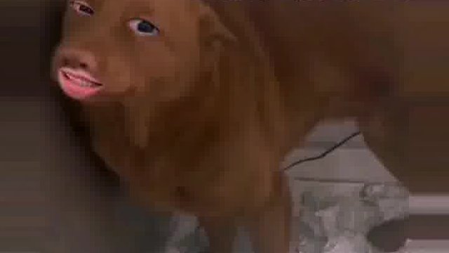 熬夜做完的作业，被狗子给撕了。不知狗子冤不冤。