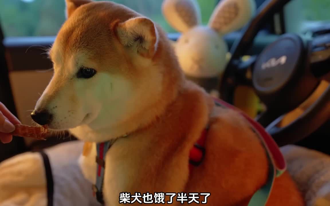 舒适的汽车露营，披萨和清酒更配哦。