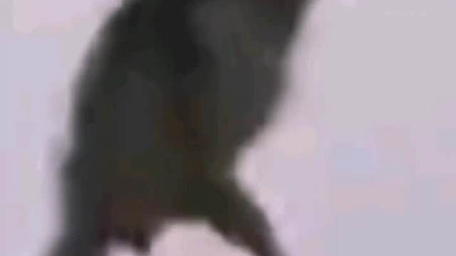 大哥抓耗子是个高手