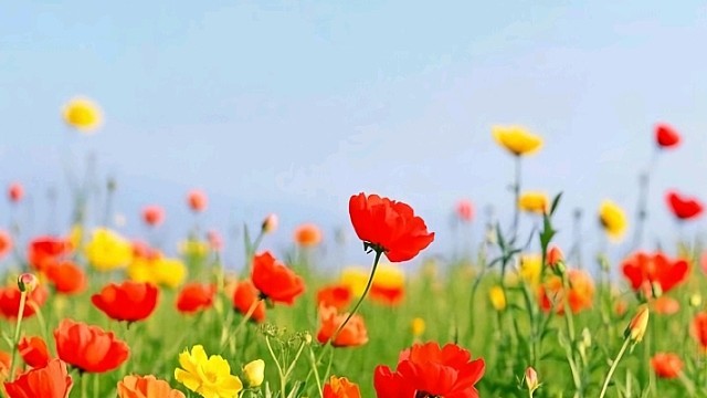 婉婉睡大觉（广东江门市新会区司前镇）