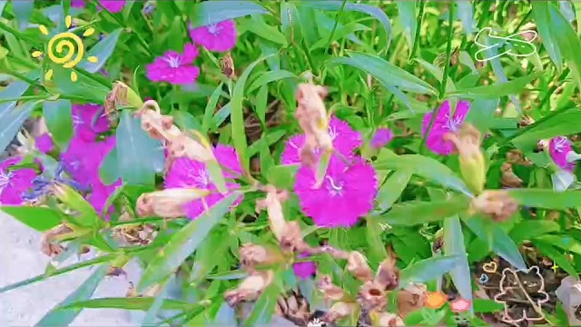 融合小朋友的毕业照