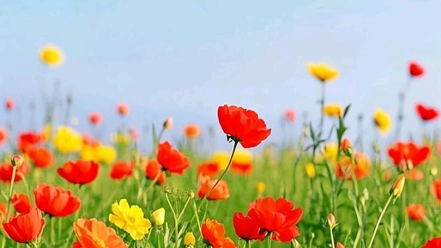 小姨子助眠（广东江门市新会区司前镇）