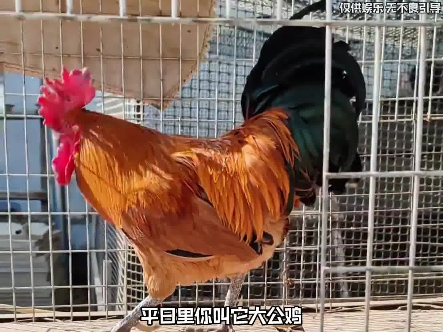 公鸡原来这么厉害！