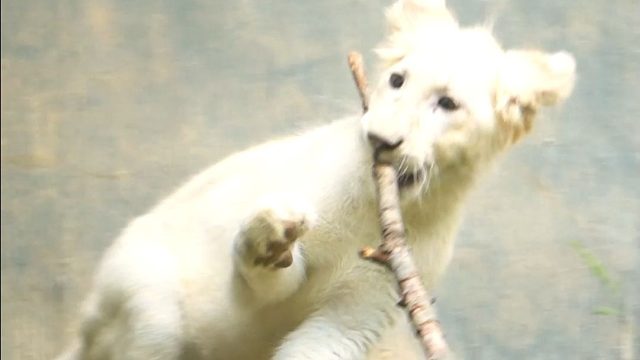 不太聪明的白狮宝宝