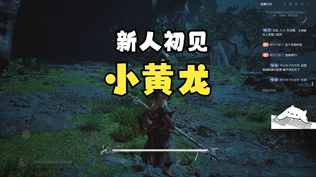 新人初见小黄龙！