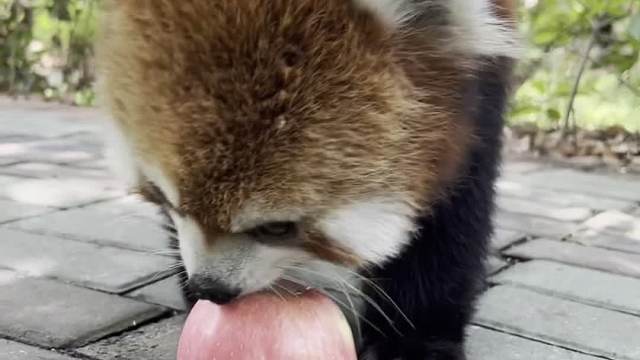 两脚兽，你人还怪好嘞。