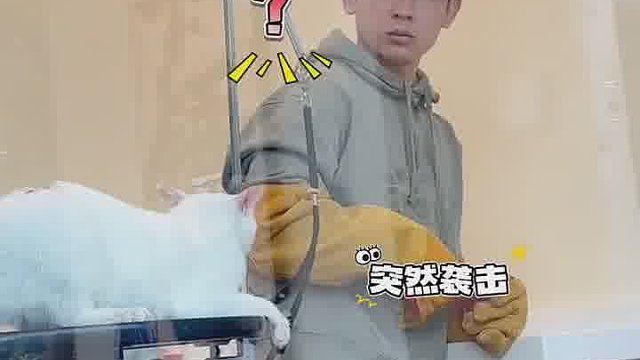 眼里没有了给猫洗澡的放松，全是对主人的怀疑