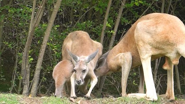 袋鼠宝宝对待爸妈的差别也太大啦~