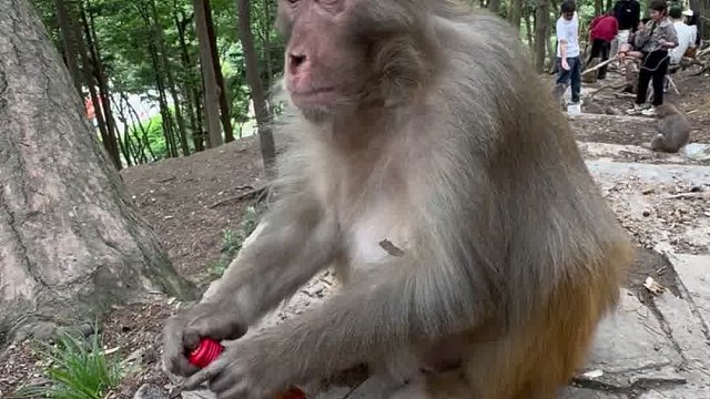 拧盖吹瓶一气呵成