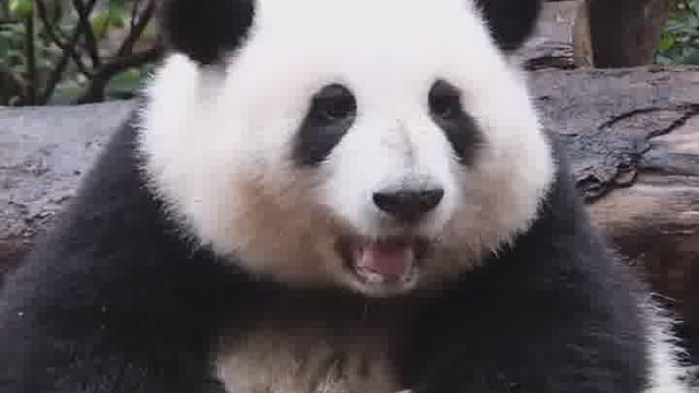 惹毛了熊猫你就看它攮不攮你就完了