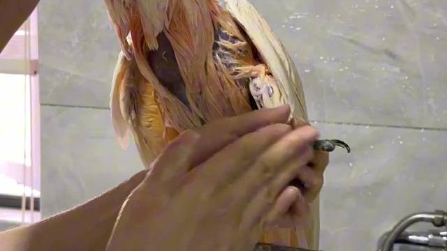 鹦鹉小主洗澡，还要哄着……