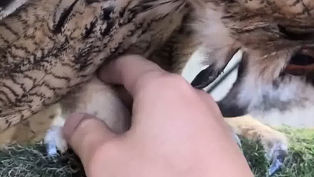 全网第一反骨猫，BGM都放了就是不配合