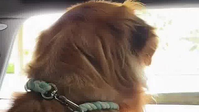 金毛：妈妈她刚刚是在夸我吗